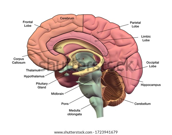 3d Rendering Human Brain Sagittal Section Stock Illustration 1723941679