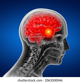 3D Rendering Human Brain X Ray - Close-up