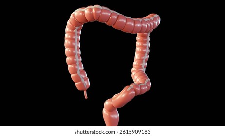 a 3D rendering of the human colon or large intestine. a clear anatomical view of the colon's structure and its general orientation.