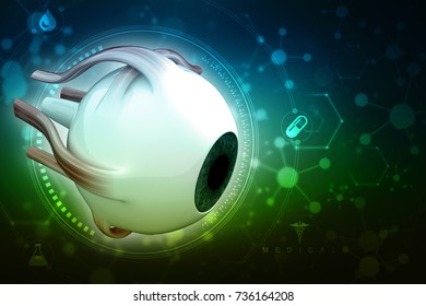 3d Rendering Human Eye Structure Stock Illustration 736164208 