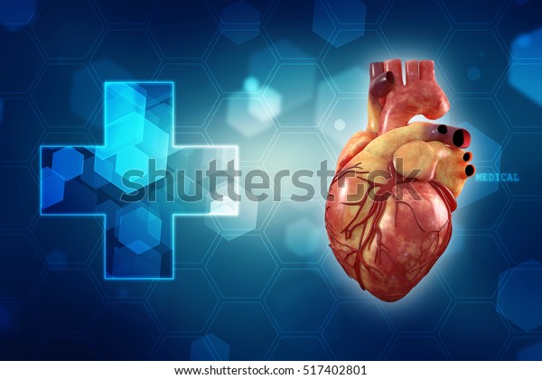 3d Rendering Human Heart Anatomy Human Stock Illustration