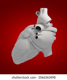 3D rendering Human Heart - back view