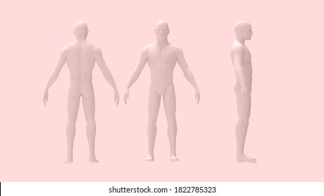 3D Rendering Of A Human Person Body Anatomy Skin Colore Isolated