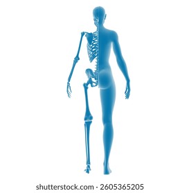 3D rendering of human skeleton and anatomy