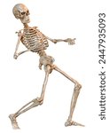 3D rendering of a human skeleton isolated on white background