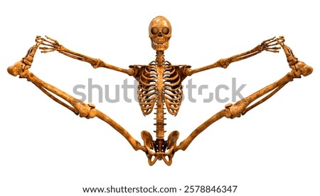 3D rendering of a human skeleton isolated on white background