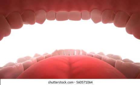 3d rendering of human teeth, open mouth, inside view