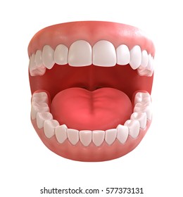 3d Rendering Of Human Teeth, Open Mouth On White Background