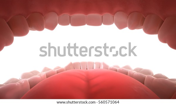 3d\
rendering of human teeth, open mouth, inside\
view