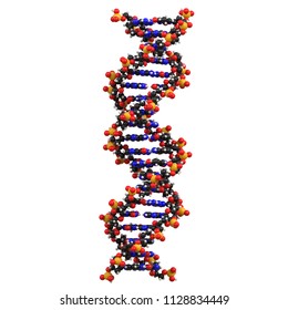 Dna Model Biology Isolated Images Stock Photos Vectors Shutterstock