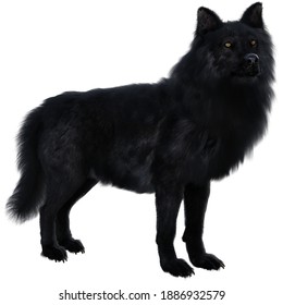 3D Rendering Illustration of Fluffy Black Wolf with Yellow Eyes and Bushy Tail Isolated on White Background