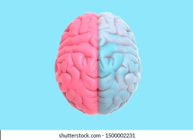 3D rendering illustration human brain left and right cerebral separate with pastel blue and pink color isolated on blue background in top view with clipping path for die cut to layout on any backdrop