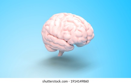 3d rendering illustration of human brain