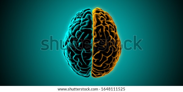 3D rendering\
illustration human brain with left and right cerebral separate dark\
light green and orange color top view isolated on green background\
included with clipping\
path