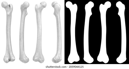 3D Rendering Illustration Of Human Femur Bones