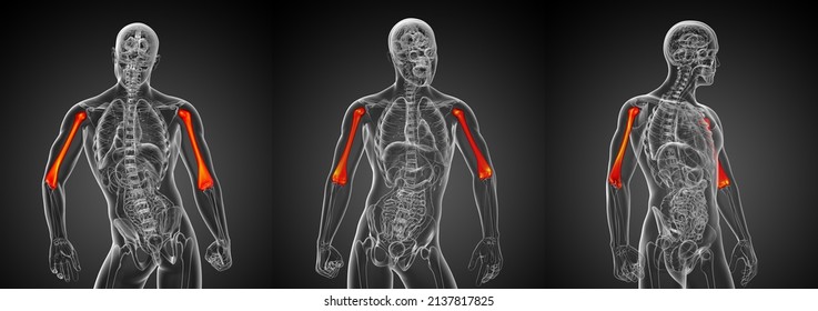 3d Rendering Illustration Of The Humerus Bone