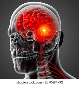 3D Rendering Illustration Of The Male Brain - Side View