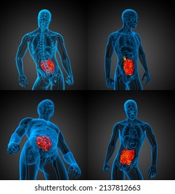 3d Rendering Illustration Of The Male Small Intestine