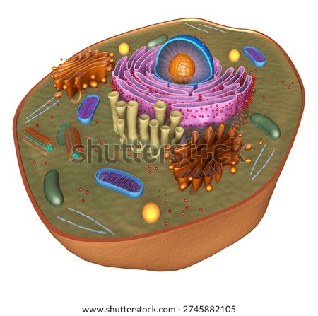 3D Rendering Illustration of the Structure and Elements of an Animal Eukaryotic Cell, which has a nucleus and cytoplasm, delimited by the membrane that regulates what happens inside and outside. The nucleus contains the chromosomes, which constitute the genetic material, as well as a nucleolus that produces ribosomes. Ribosomes produce proteins, which the Golgi apparatus compacts so they can leave the cell. The cytoplasm consists of a fluid material and the cell organelles, which can be considered the cell's organs. The endoplasmic reticulum transports materials within the cell, and the mitochondria generate the energy necessary for various cellular activities. Lysosomes contain enzymes that can break down particles that enter inside. Centrioles are responsible for the division.