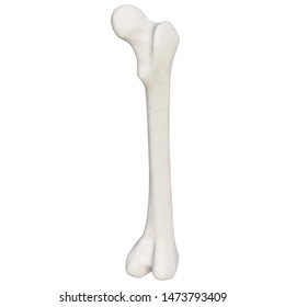 3d Rendering Illustration Stylized Human Femur Stock Illustration ...