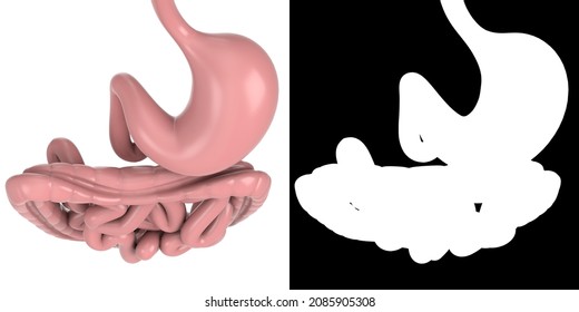 3D Rendering Illustration Of A Stylized Human Digestive Gastrointestinal Tract Anatomy