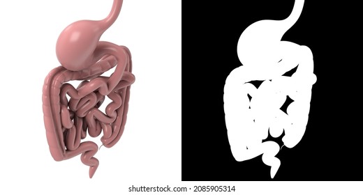 3D Rendering Illustration Of A Stylized Human Digestive Gastrointestinal Tract Anatomy