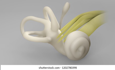 3D Rendering Inner Ear Anatomy