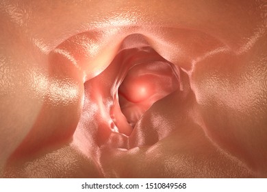 3d Rendering Inside Of Healthy Intestine Or Intestine Wall