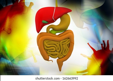 3d Rendering Intestinal Internal Organ Stock Illustration 162663992 ...