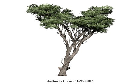 3d Rendering Isolated Green Ash Tree 