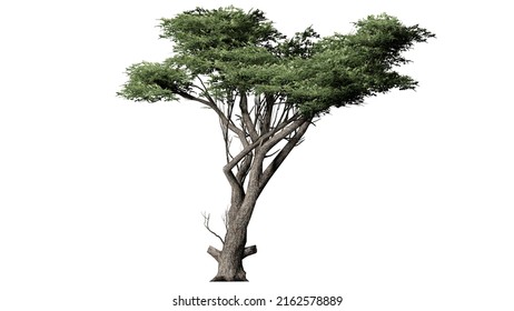 3d Rendering Isolated Green Ash Tree 