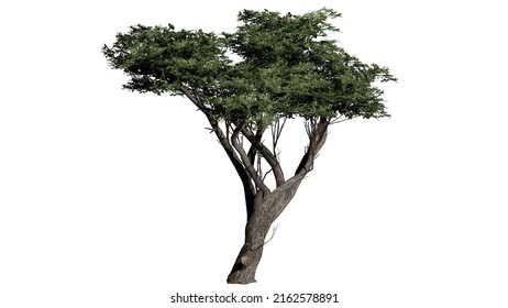 3d Rendering Isolated Green Ash Tree 