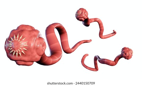 3D Rendering of isolated tapeworm. it is a flat, parasitic worm that lives in the intestines of an animal host