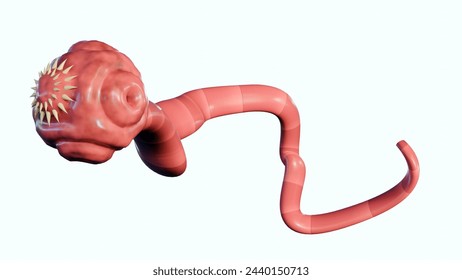 3D Rendering of isolated tapeworm. it is a flat, parasitic worm that lives in the intestines of an animal host