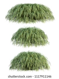 3d Rendering Of Japanese Forest Grass