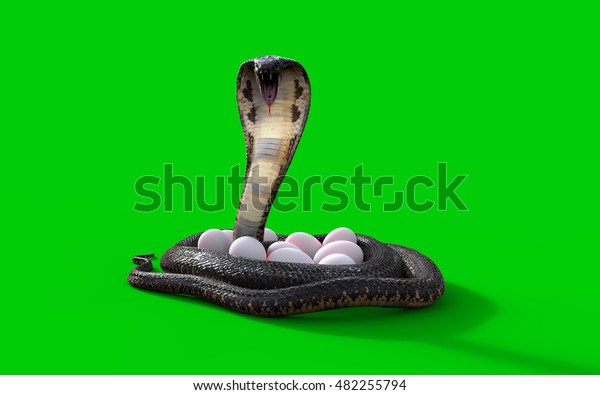 緑の背景にキングコブラのヘビと卵を3dレンダリング 3dイラストキングコブラのヘビが卵を保護または保護します のイラスト素材