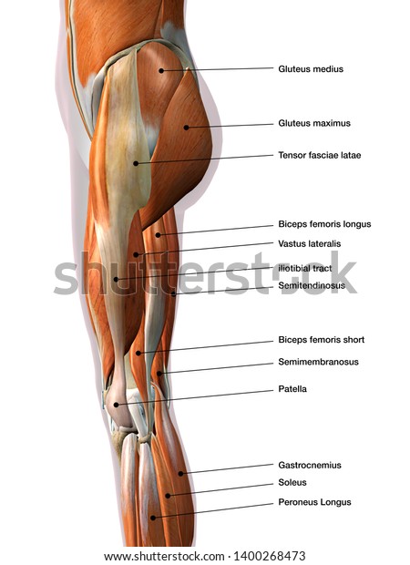 女性の脚の筋肉の側面図のラベルと医療イラストを3dレンダリング のイラスト素材 1400268473