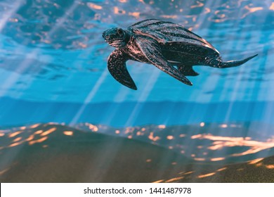 3d Rendering Of Leatherback Sea Turtle Swimming In The Shallow Water