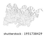 3D rendering as a line drawing of a biological molecule. Structural dynamics of the two-component response regulator RstA in recognition of promoter DNA element.