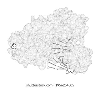 3D Rendering As A Line Drawing Of A Biological Molecule. Structures Of Mismatch Replication Errors Observed In A DNA Polymerase.