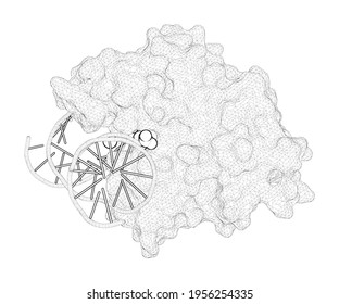 3D Rendering As A Line Drawing Of A Biological Molecule. Product-Assisted Catalysis In Base Excision DNA Repair