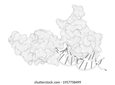 3D Rendering As A Line Drawing Of A Biological Molecule. The Crystal Structure Of The DNA-binding Domain Of Yeast RAP1 In Complex With Telomeric DNA.