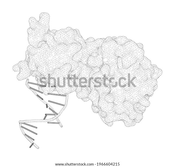 3D\
rendering as a line drawing of a biological molecule. Structure of\
a pseudo-16-mer DNA complexed with the N-terminal fragment of\
Moloney murine leukemia virus reverse\
transcriptase.