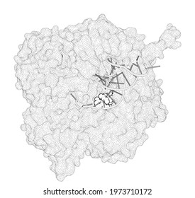 3D Rendering As A Line Drawing Of A Molecule. DNA Mismatch Synthesis Complexes Provide Insights Into Base Selectivity Of A B Family DNA Polymerase.