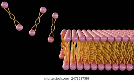 3d rendering of lipid monolayer is a type of cell membrane in which the lipids are arranged in a single layer, rather than the typical bilayer. Several Archaea have a lipid monolayer