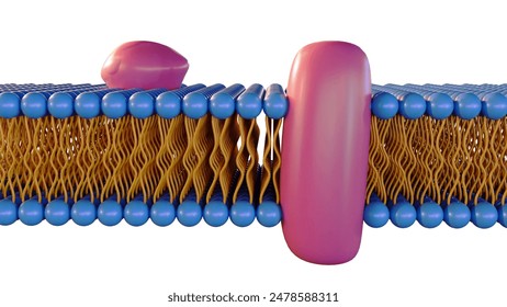 3d rendering of lipid monolayer is a type of cell membrane in which the lipids are arranged in a single layer, rather than the typical bilayer. Several Archaea have a lipid monolayer