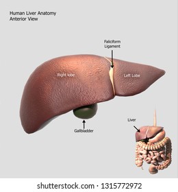 Stem Cell Treatment Liver Cirrhosis Stimulate Stock Vector (Royalty ...