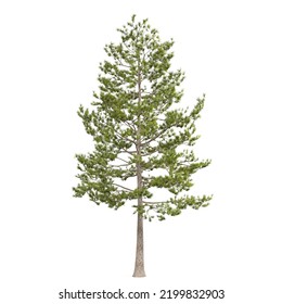 3d Rendering Of A Loblolly Pine Tree