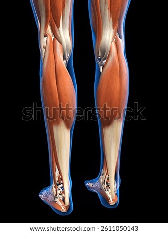 3D Rendering of Lower Leg Muscles in Isolation Outlined by Blue X-ray Skin on a Black Background