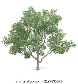 3d Rendering Of A Magnolia Virginiana Tree